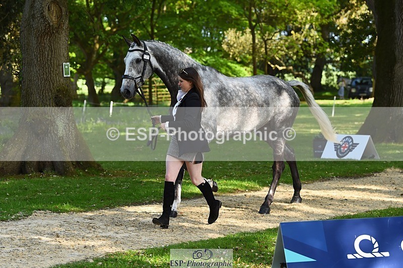 230524-170236-01250 - 130-CFH_DAKAR_HILL-Millie_Juleff-WEDTrotUp+DR