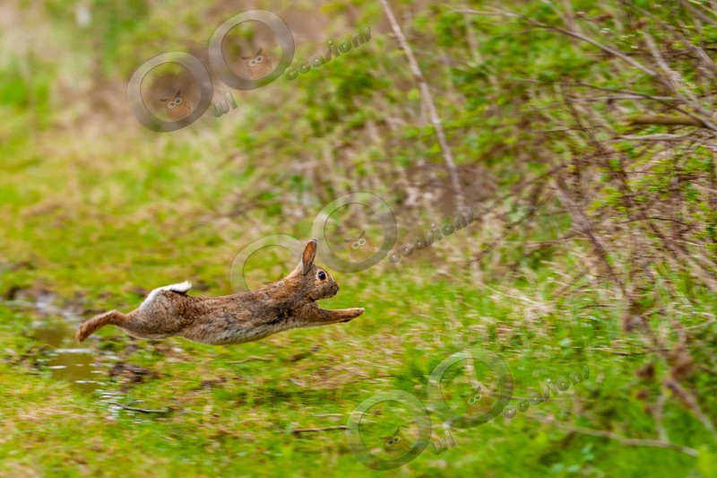 wild rabbit Oryctolagus cuniculus-4038 - UK Wildlife