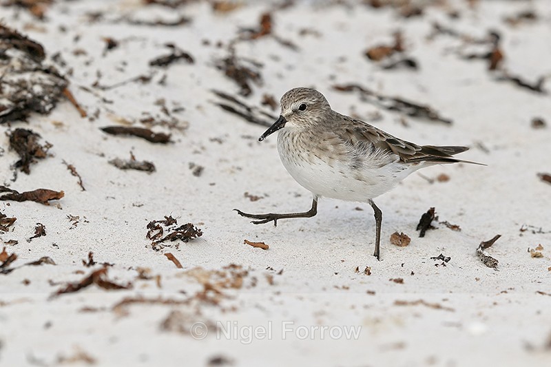 White-rumped Sandpiper steps forward, Volunteer Point, Falklands - White-rumped Sandpiper