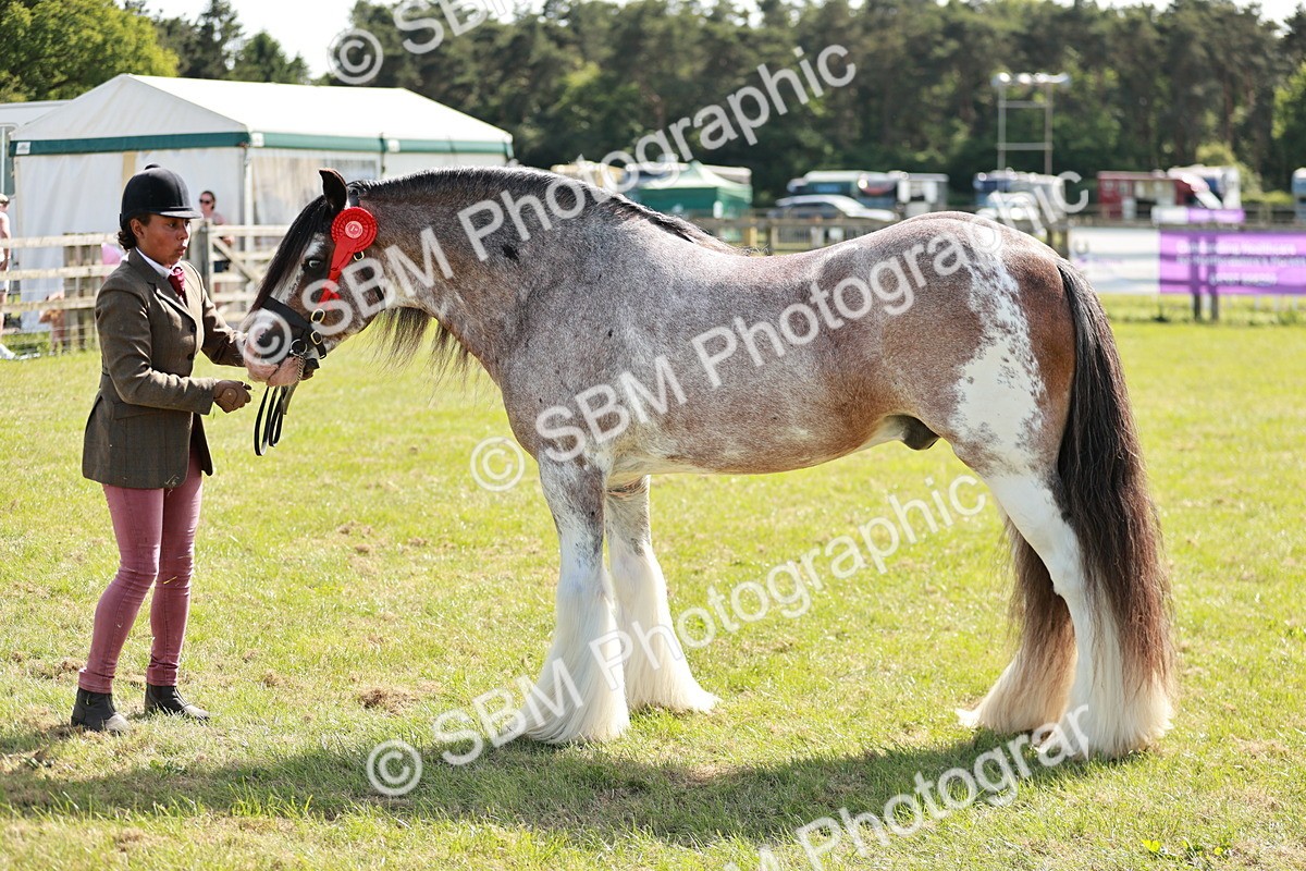 SBM_08888 - Class 63-65 - Traditional Gypsy Cobs In Hand & Ridden