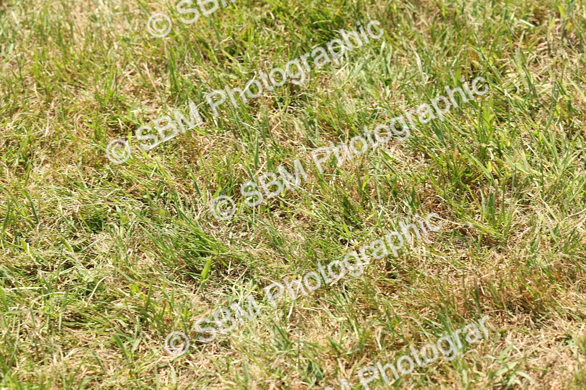 SBM_06788 - Class 26-30 - Mountain and Moorland Ridden