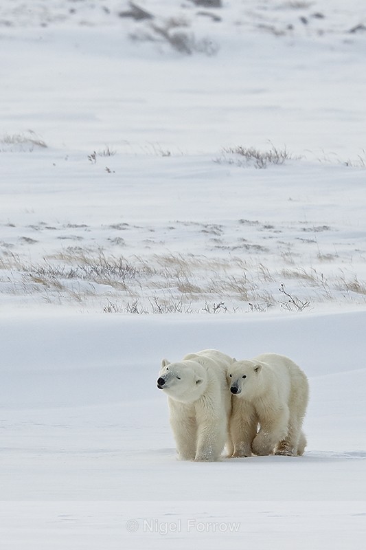 Polar Bear cub staying close to mother, Churchill, Canada - Polar Bear