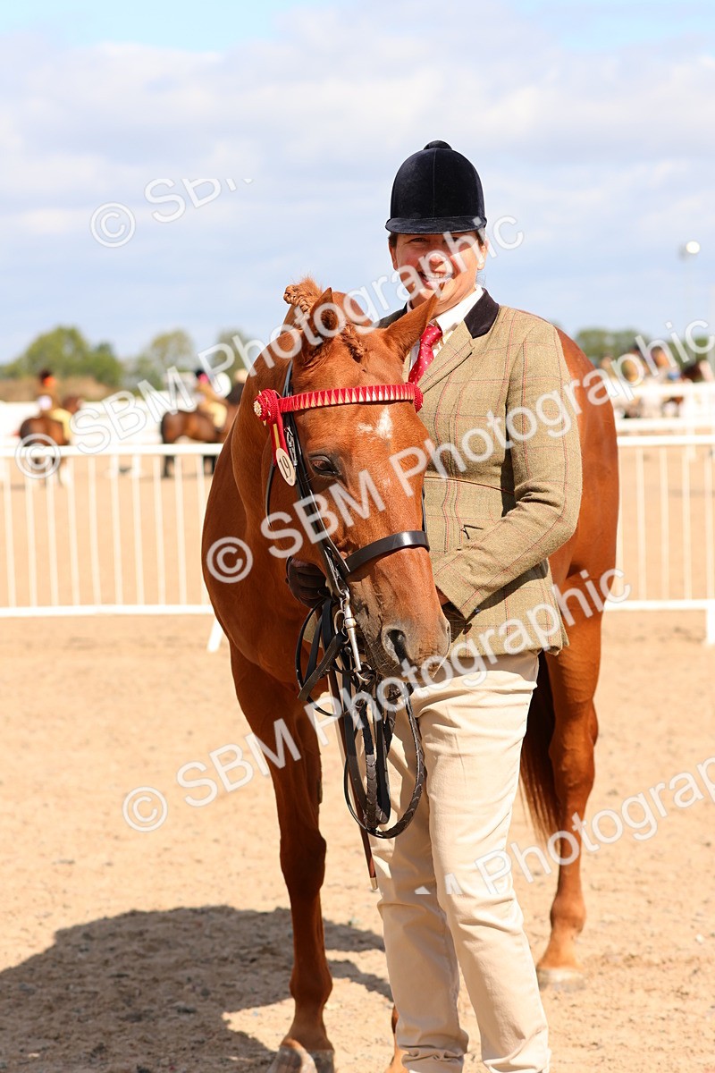 SBM_12329 - Class 210 - IH Show Horse