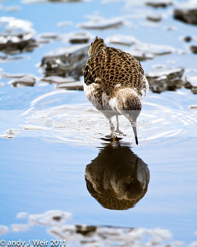 Ruff-1420 - Ruff