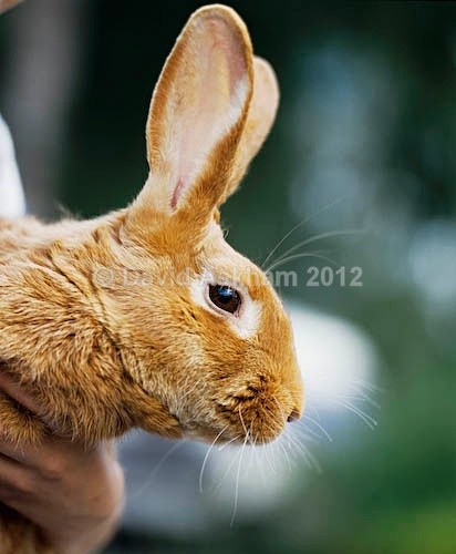 Rabbit - Pets