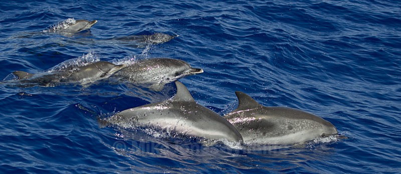 ATLANTIC SPOTTED DOLPHIN - Dolphins, Whales & Orcas. Scotland, Iceland, Azores & Madeira