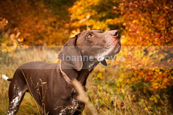 IMG_2092 - Dog Portrait Photography