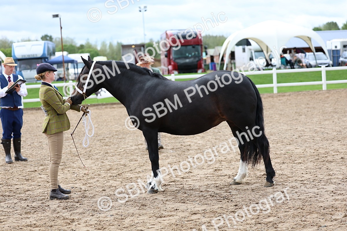 SBM_01235 - Class 16 - IH M&M Wildcard