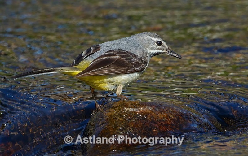 Astland Photography, Bird and Wildlife Images, Susan and Peter Wilson, U.K.