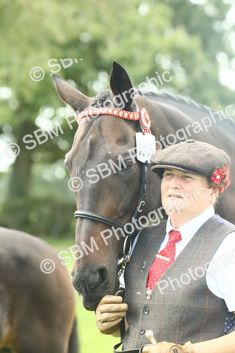 SBM_66443 - S34 - Rehabilitated Rescue Horse & Pony In Hand & Ridden