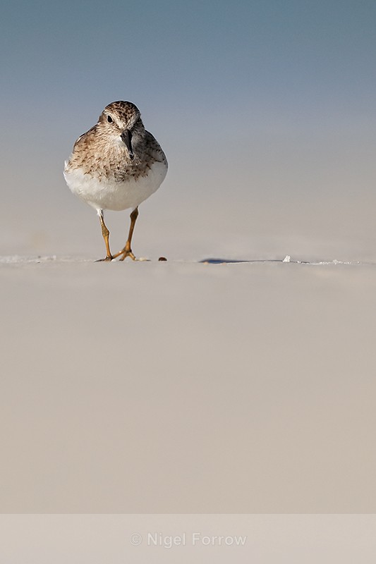 Least Sandpiper front view, Fort De Soto Park, Florida - Least Sandpiper