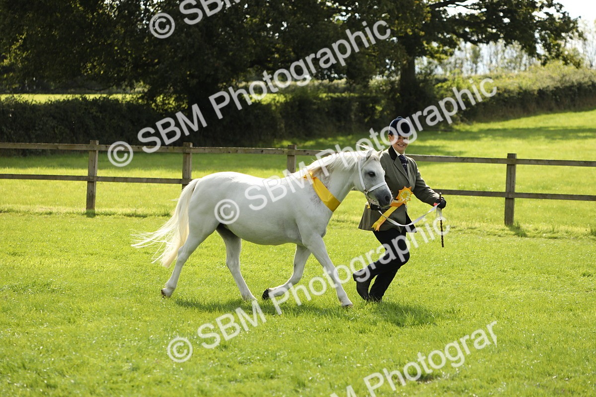 SBM_62882 - S46 - Mountain & Moorland In Hand Small Breeds