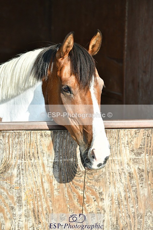 230817-082800-02391 - Stable Shots