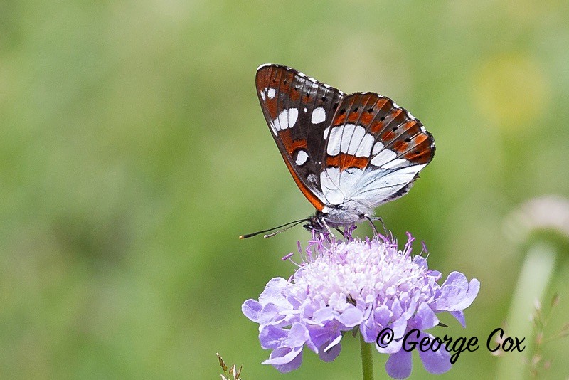 southern white admiral pyrenees