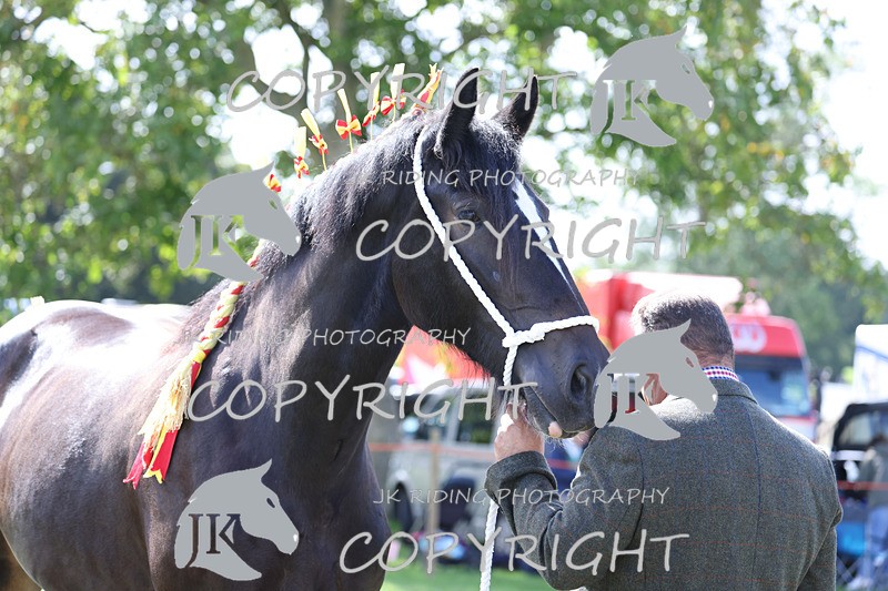 APP_3179 - Class 3 Youngstock