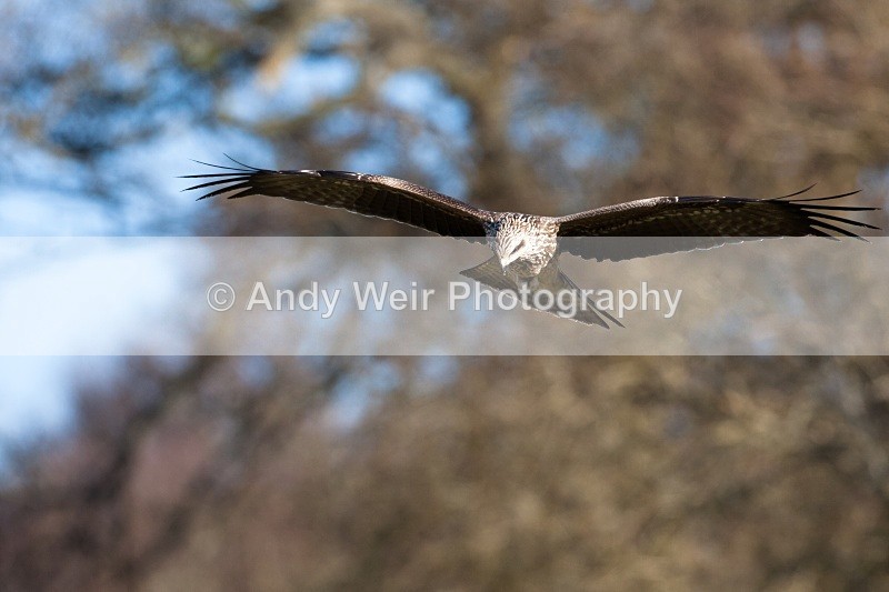 20100130-IMG_2735 271 - Black Kite