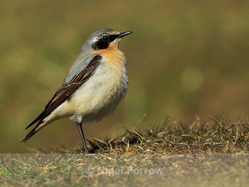 Wheatear (male) near Anvil Point Lighthouse at Durlston - Wheatear