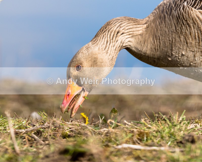 20160320-8E0A2607-4183 - Geese