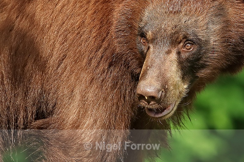 Black Bear close-up, Minnesota, USA - American Black Bear