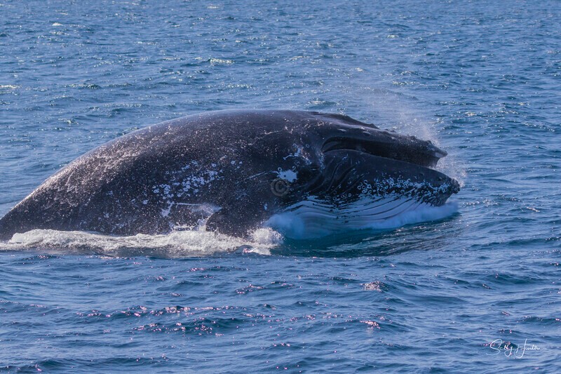 0A3A3383 Adult Head Lunge 3 - 2024 Whale Photos