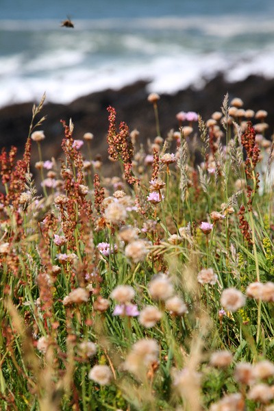 Baggy Point DEV _042 - Devon landscape Photography