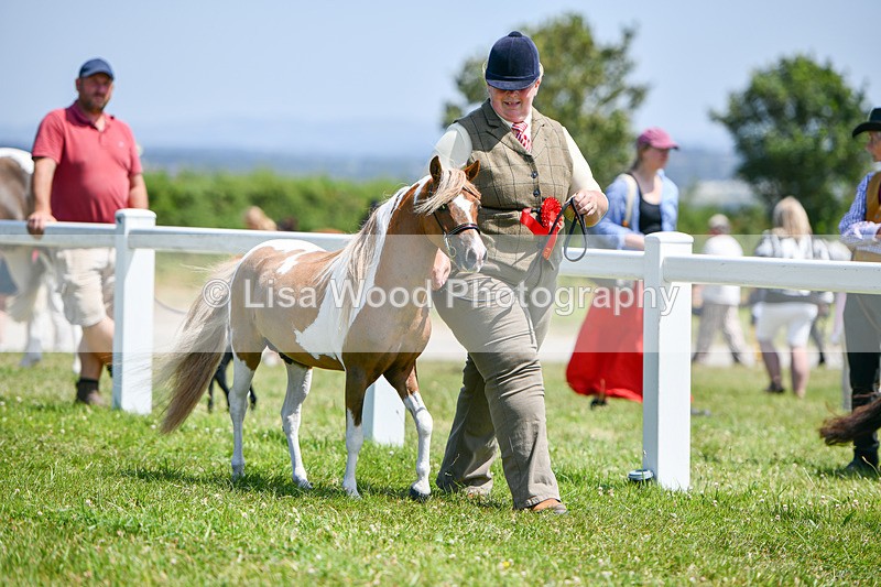 DSC_7231 - Miniature Horse Championship
