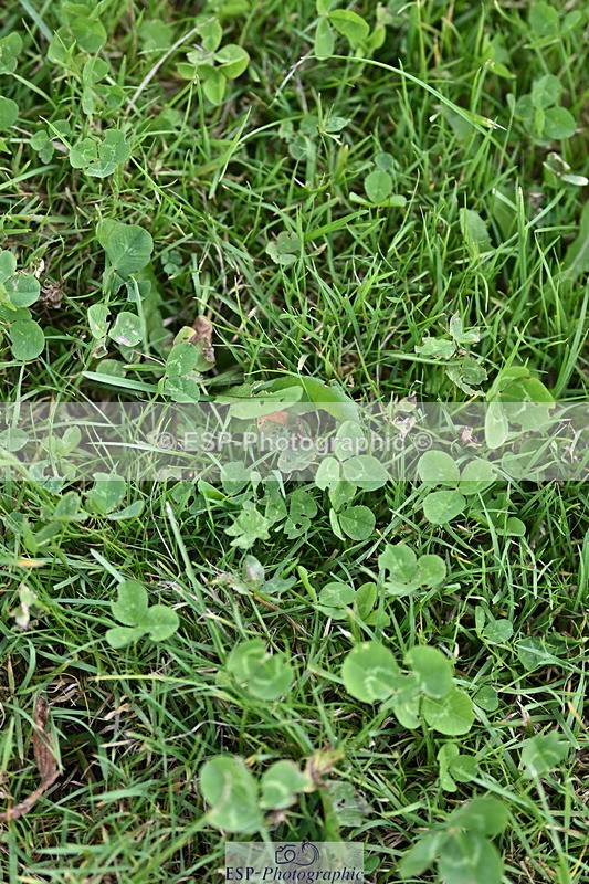 241005A-123753-03745 - SAT Cls 18 1.05m Amateur Quali