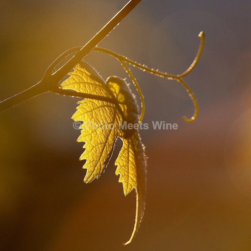  - Details & Abstracts / Details & Abstrakte Bilder