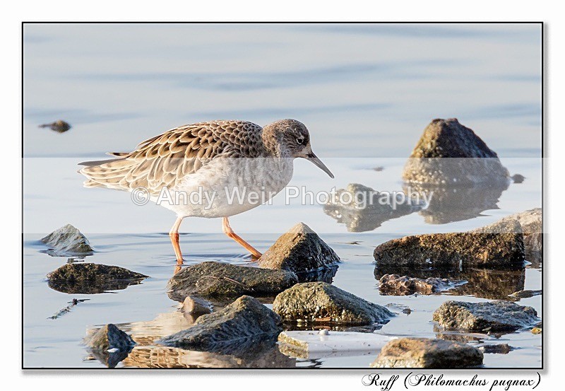 191229-7D-8E0A1609-Edit - Ruff