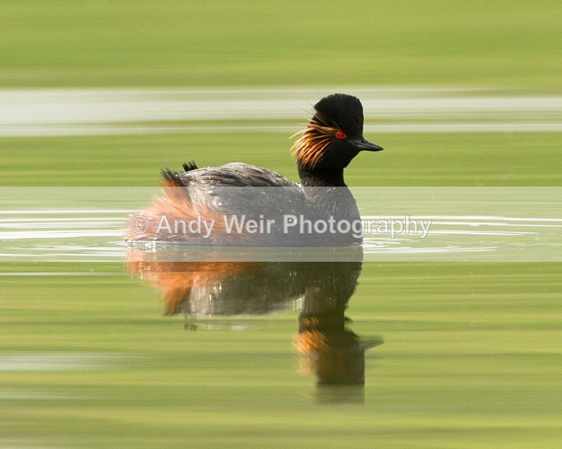20110416-IMG_3540 - Black-necked Grebe