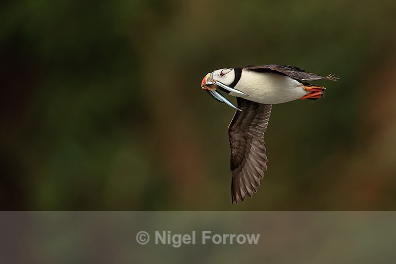 Horned Puffin with fish in flight, Duck Island, Alaska - Horned Puffin
