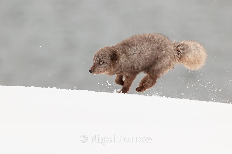 Running Arctic Fox, Hornstrandir, Iceland - Arctic Fox