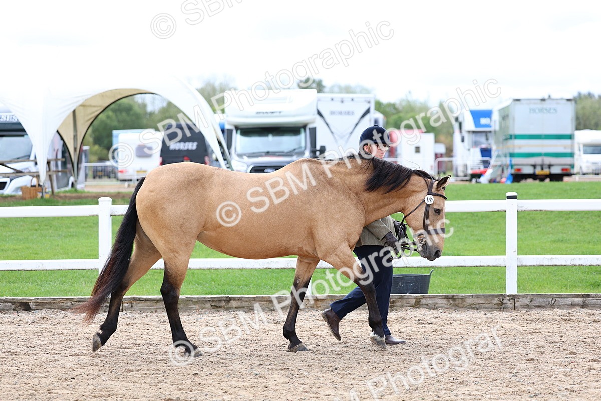 SBM_01524 - Class 17 - Prettiest Mare