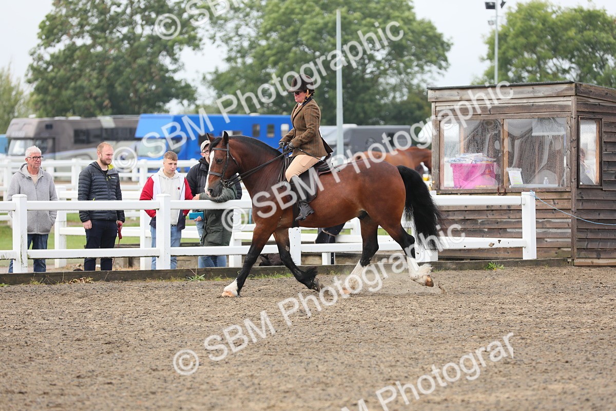 SBM_21368 - Class 805 - Ridden Veteran Horse