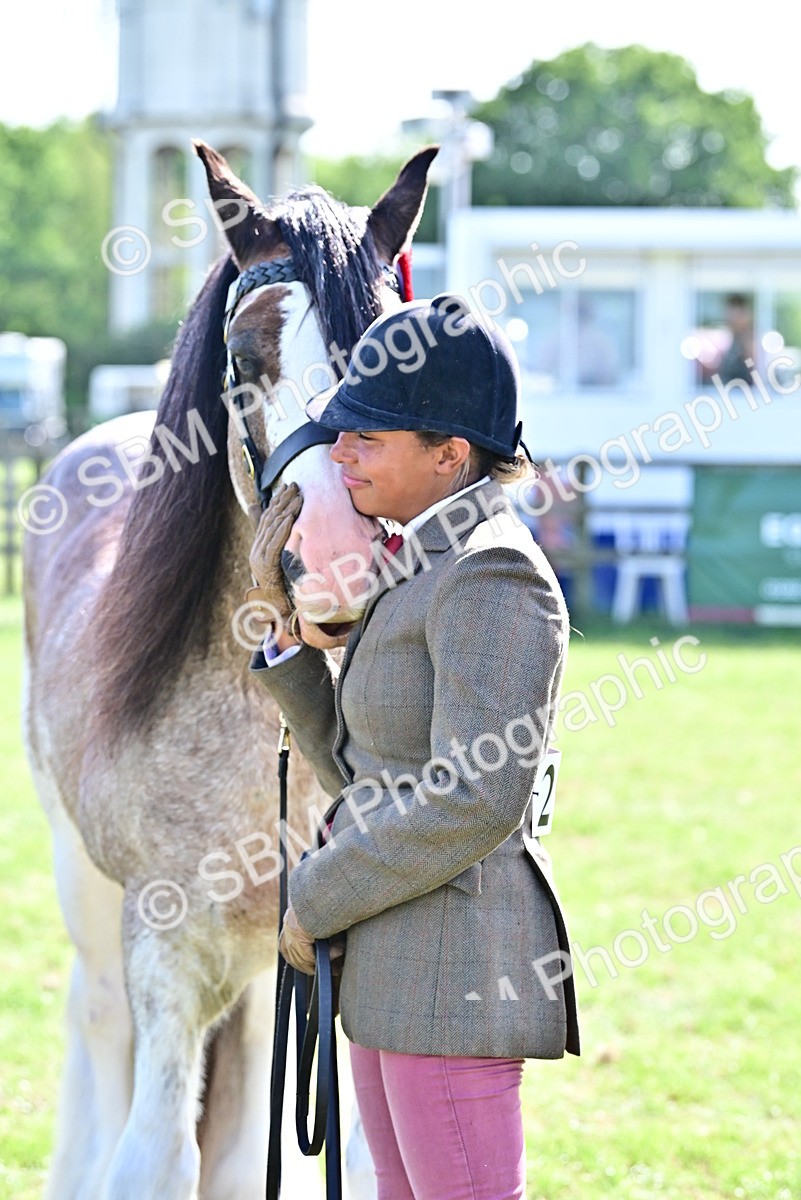 SBM_09508 - Class 63-65 - Traditional Gypsy Cobs In Hand & Ridden