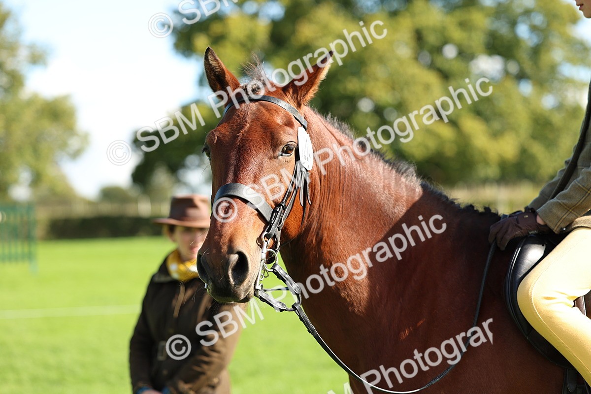 SBM_45493 - S33 - Working Hunter Pony