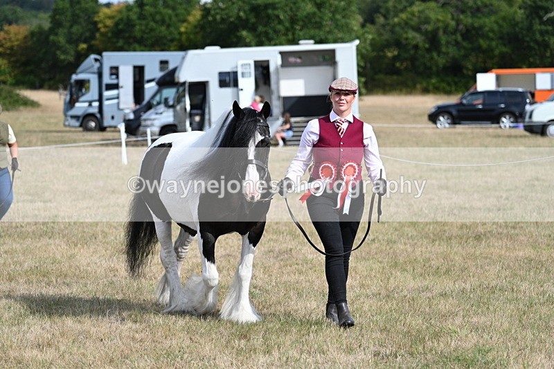 WJ7_8004 - In-hand Championship