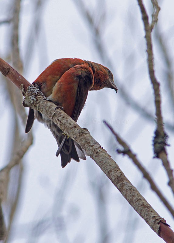 Crossbill - wild and free