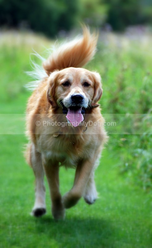  - Golden Retrievers