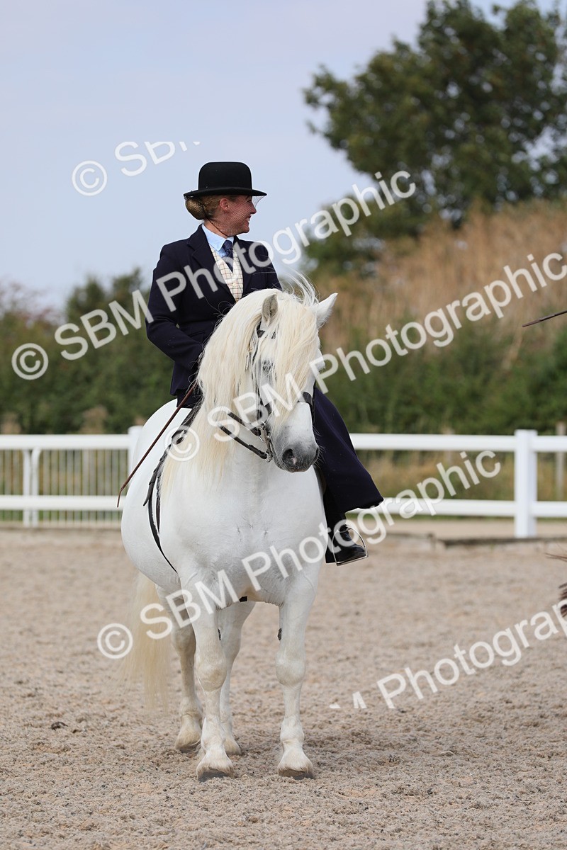 SBM_14590 - Class 211 Best Side Saddle Horse/Pony