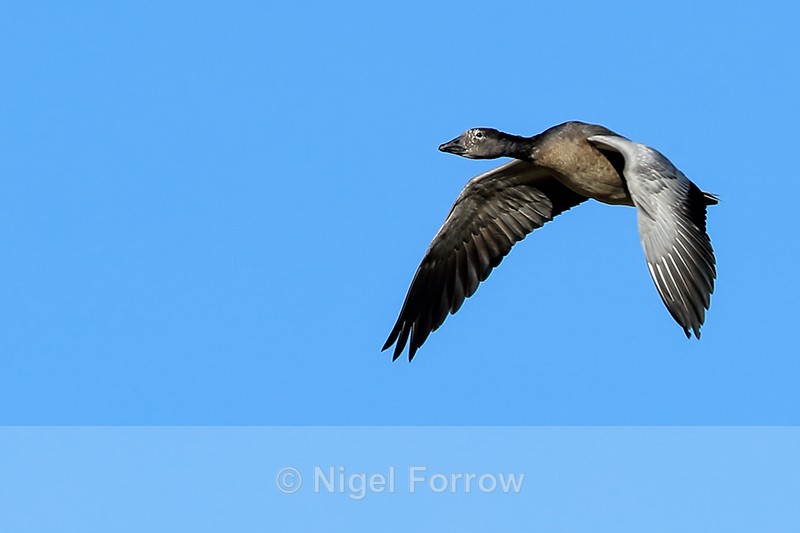 Juvenile Snow Goose (dark morph) flying, Bosque del Apache, New Mexico - Snow Goose