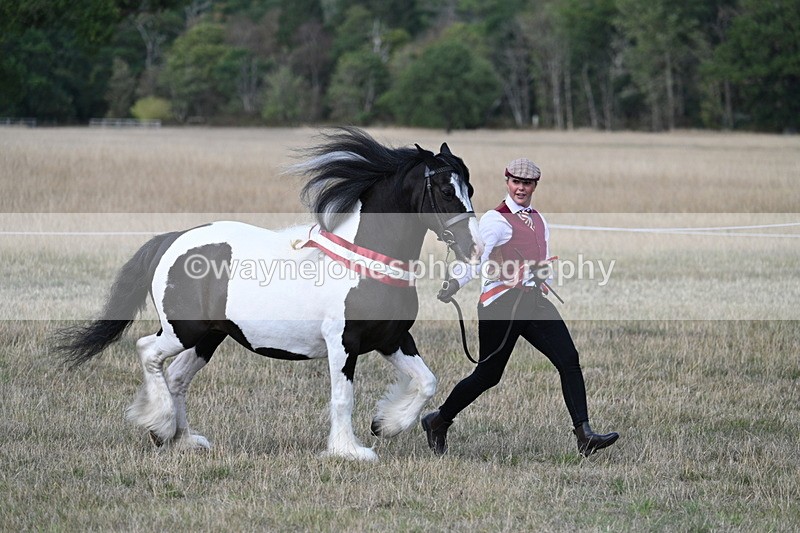 WJ7_8435 - In-hand Championship