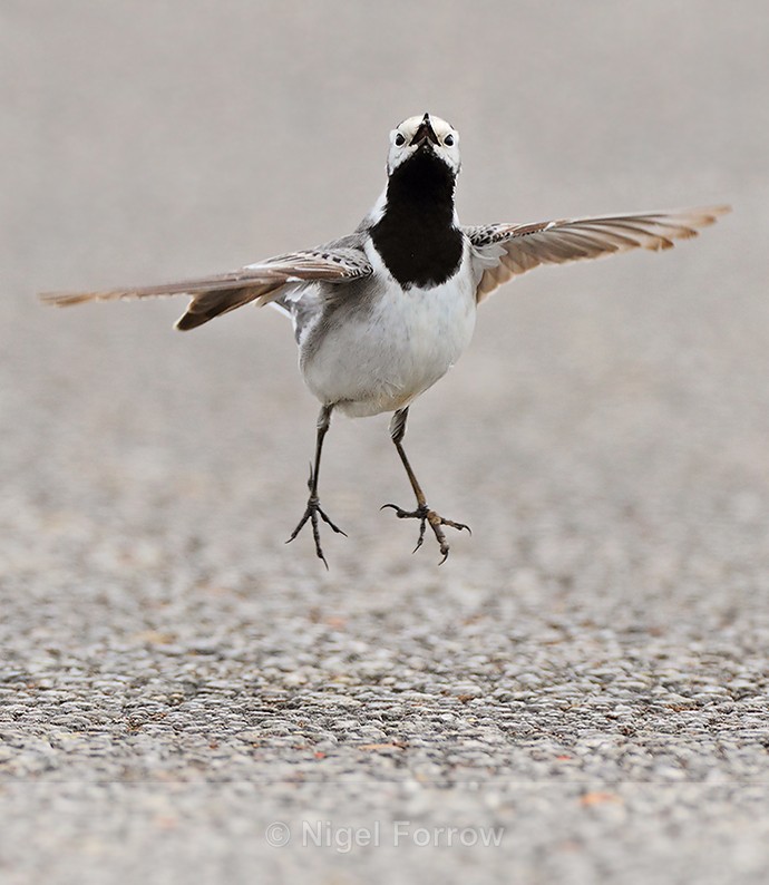 White Wagtail jumps to catch an insect on the causeway at Farmoor - Pied Wagtail