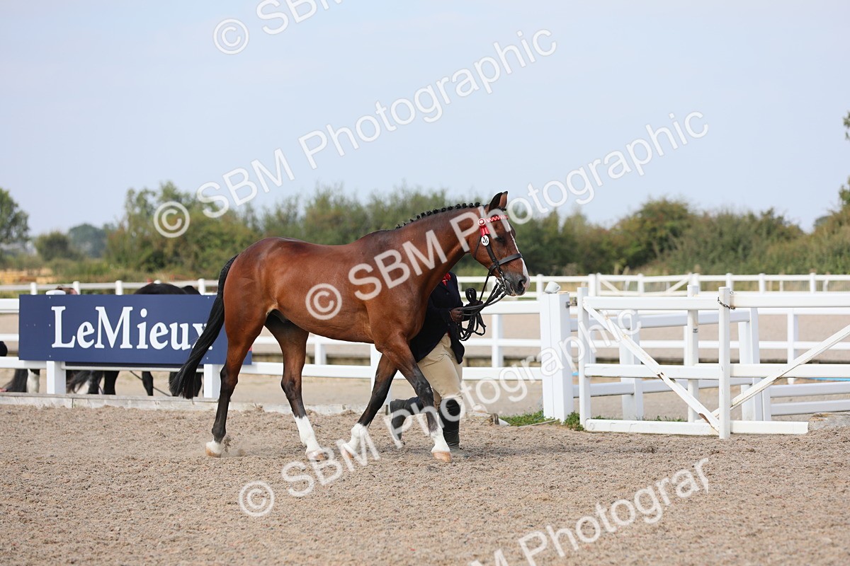 SBM_15730 - Class 312 IH Competition Horse/Pony