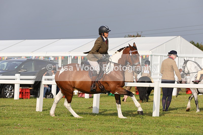 1X9A2902 - Class 25: Ridden Plaited Coloured Horse
