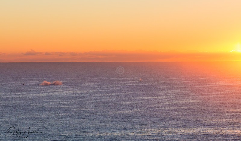 Whale Sunrise 1