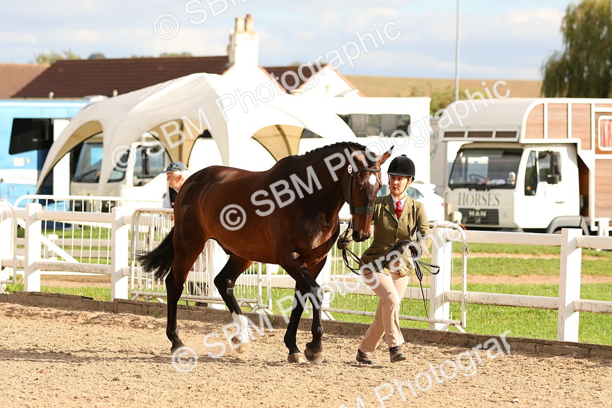 SBM_18368 - Class 318 - IH Part Bred Horse Pony