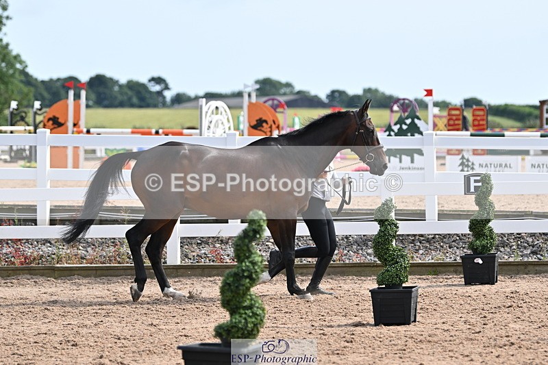 240717A-161500-03381 - Trot Up 4pm to 5pm