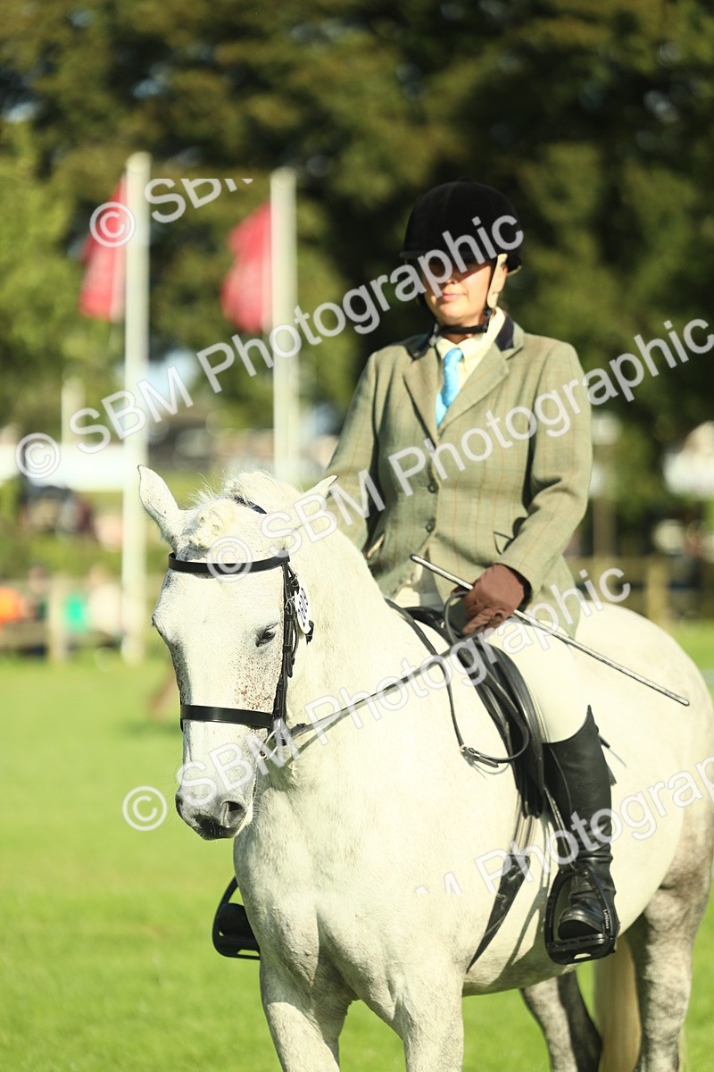 SBM_49879 - S32 - Novice & Newcomers Working Hunter