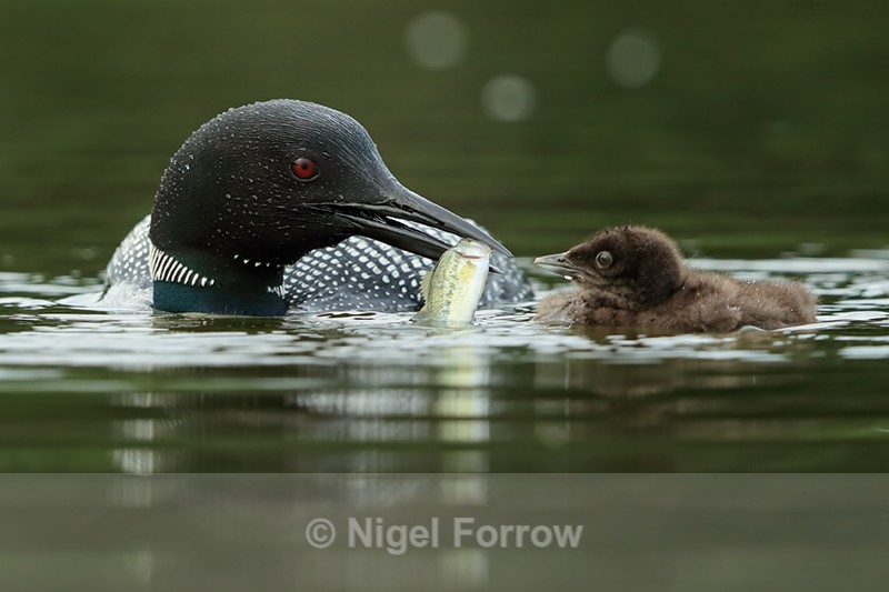 Common Loon chick refuses fish from parent, Minnesota, USA - Great Northern Diver